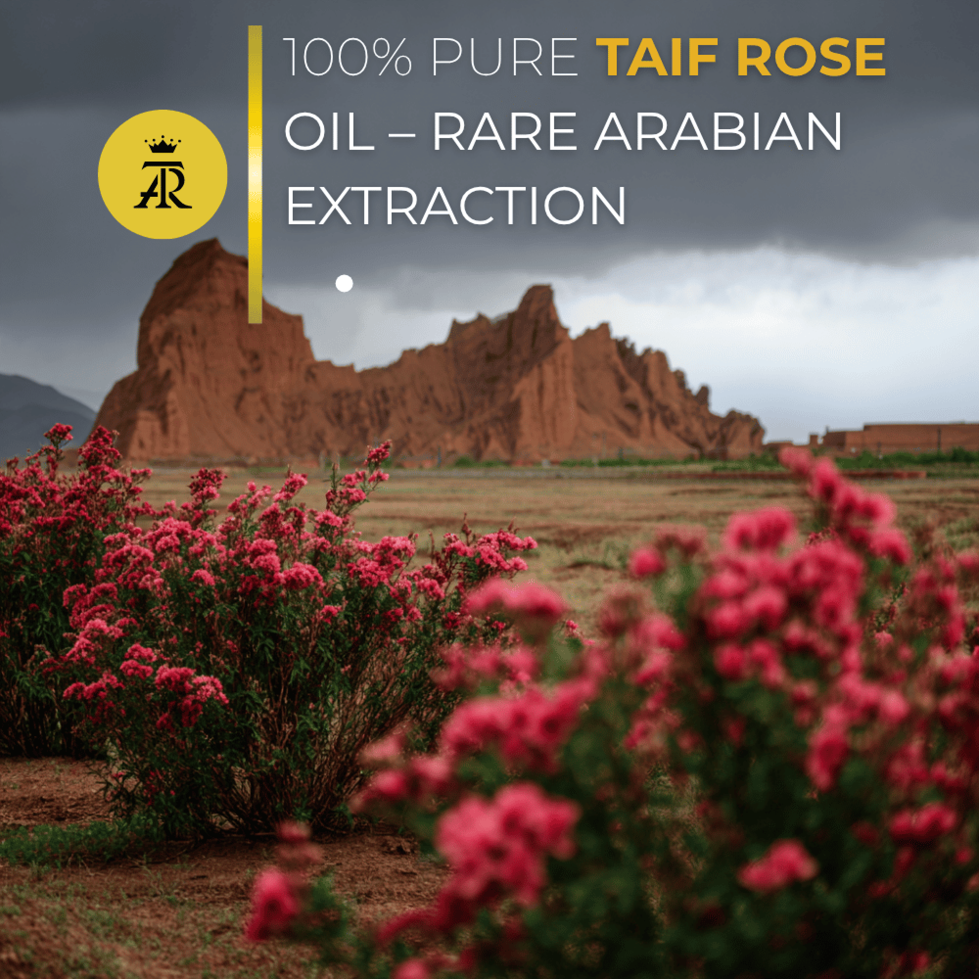 Taif Rose Musk Elixir