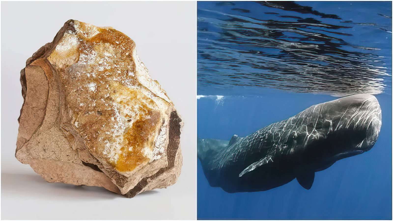 African Ambergris: Nature’s Rare Treasure in Perfumery