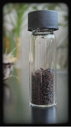 Clear glass bottle with black lid containing dark seeds or small stones on a blurred natural background