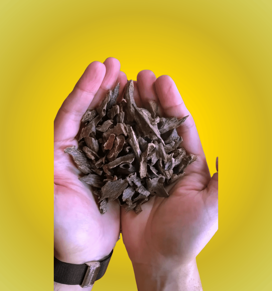 Hands holding dark agarwood chips