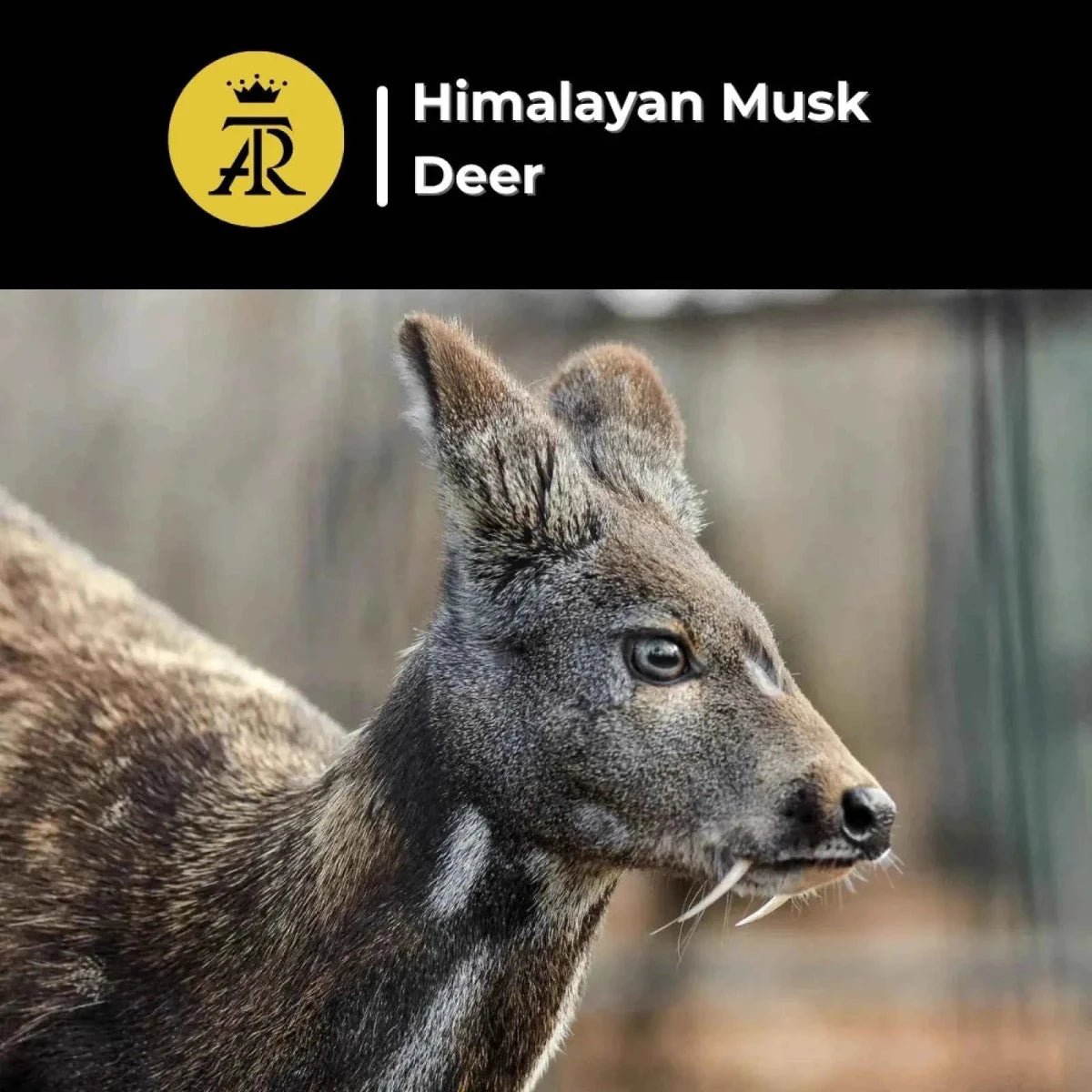 Himalayan Musk Deer